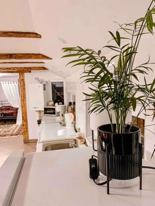 Yard Studio Rasnov Apartment Екстериор снимка